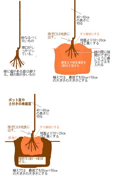 樹木 根|樹木の根の特性と植え方